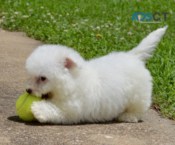 Gorgeous Bichon Frise Puppies For Sale