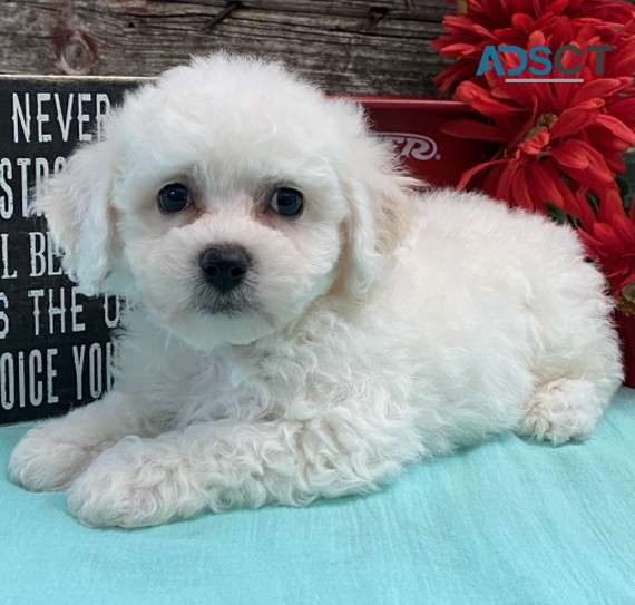 Gorgeous Bichon Frise Puppies For Sale