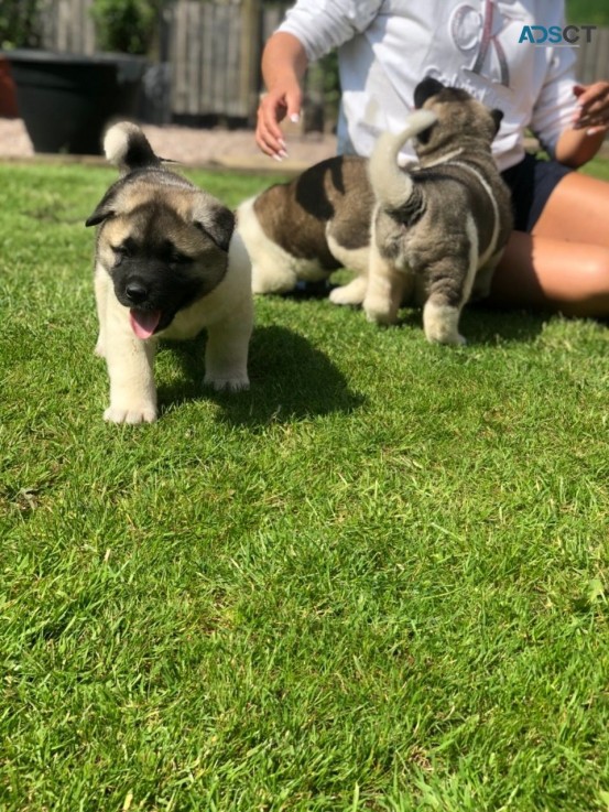 Purebred American Akita Puppies