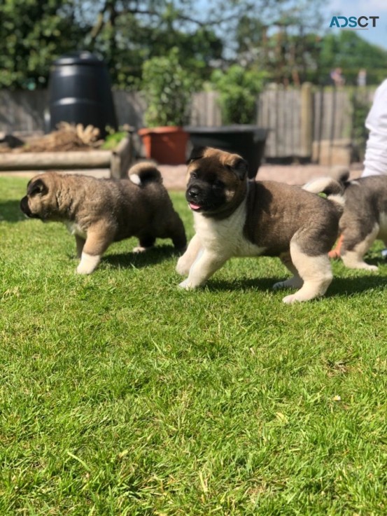 Purebred American Akita Puppies