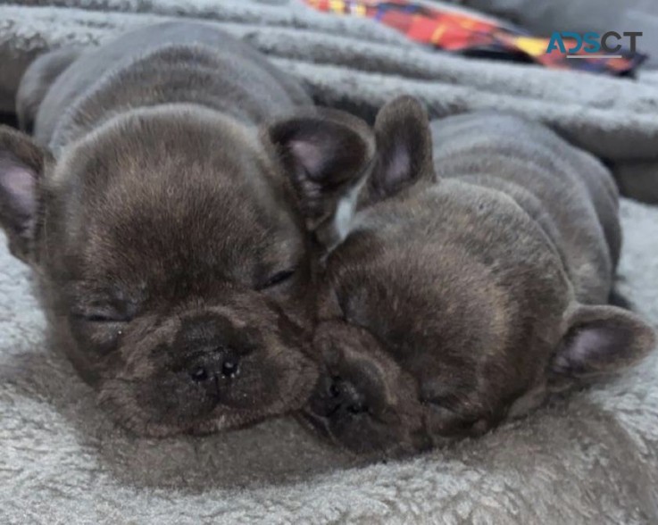 French Bulldog puppies for sale