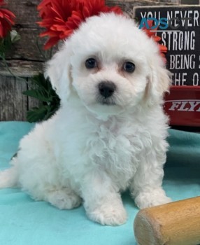 Adorable Bichon Frise Puppies For Sale