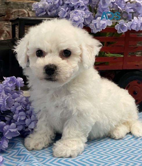 Adorable Bichon Frise Puppies For Sale