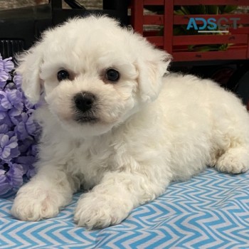 Adorable Bichon Frise Puppies For Sale