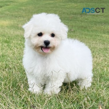 Adorable Bichon Frise Puppies For Sale