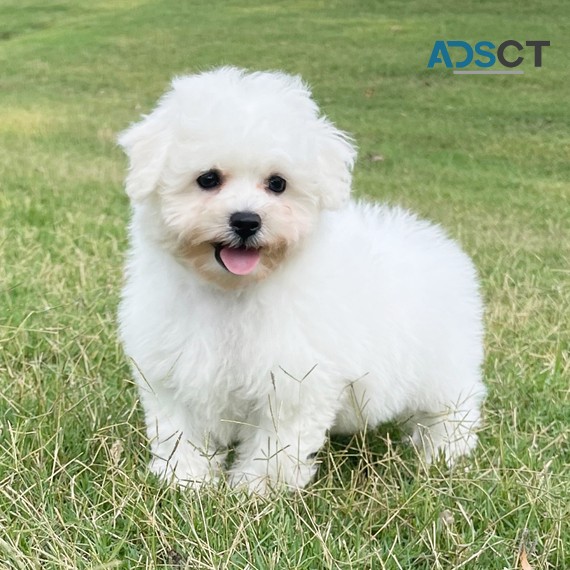 Adorable Bichon Frise Puppies For Sale