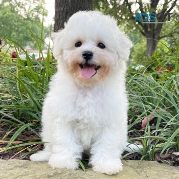 Adorable Bichon Frise Puppies For Sale