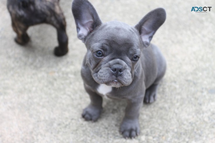 French Bulldog puppies for sale