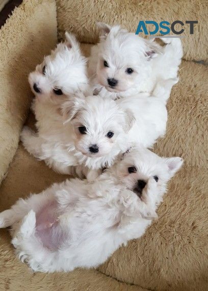 Teacup Maltese Puppies