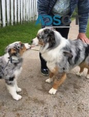 Austrailian shepherd Puppies