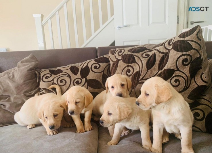 Sweet Labrador Puppies