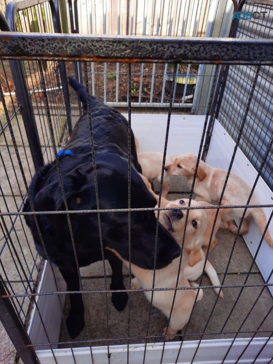 Sweet Labrador Puppies