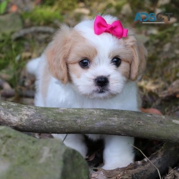 Lovely Cavachon Puppies For Sale