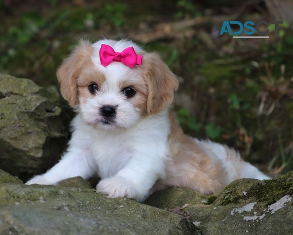 Lovely Cavachon Puppies For Sale