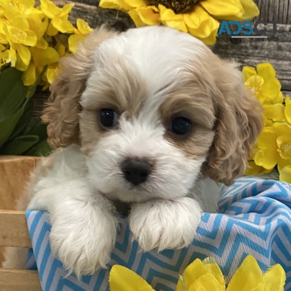 Lovely Cavachon Puppies For Sale