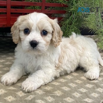 Lovely Cavachon Puppies For Sale