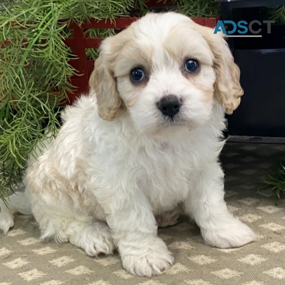 Lovely Cavachon Puppies For Sale