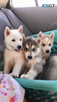 Pure Breed Siberian Husky Puppies.