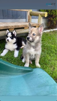 Pure Breed Siberian Husky Puppies.