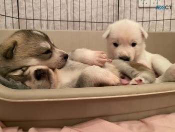 Pure Breed Siberian Husky Puppies.