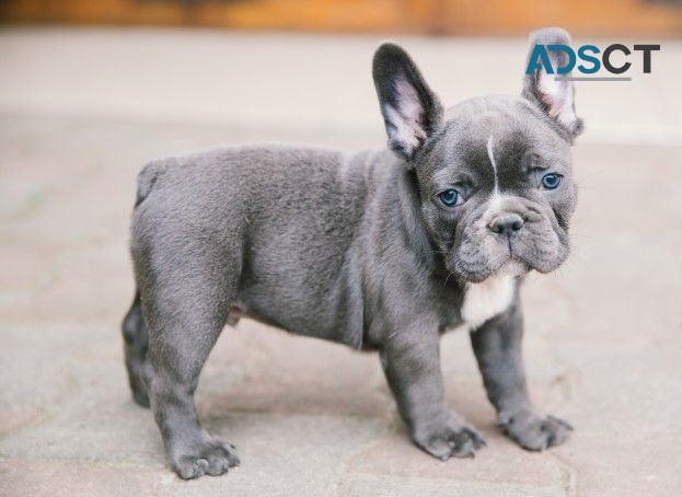 French Bulldog puppies for sale