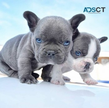 French Bulldog puppies for sale