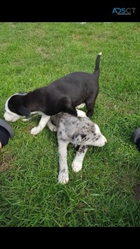 Cute Border Collie Puppies