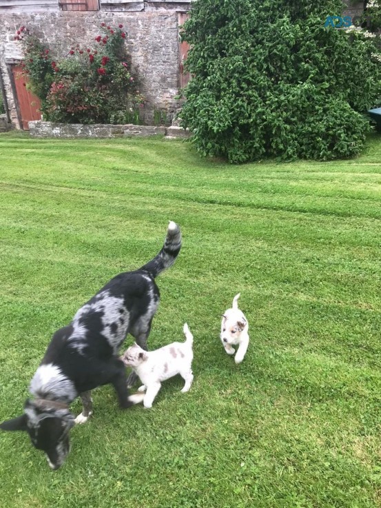 Cute Border Collie Puppies