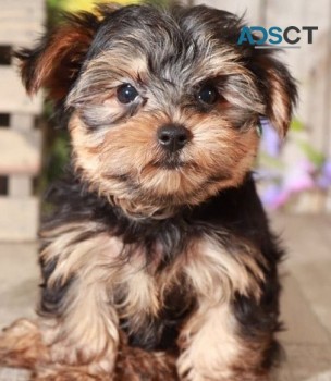 Yorkie puppies for sale