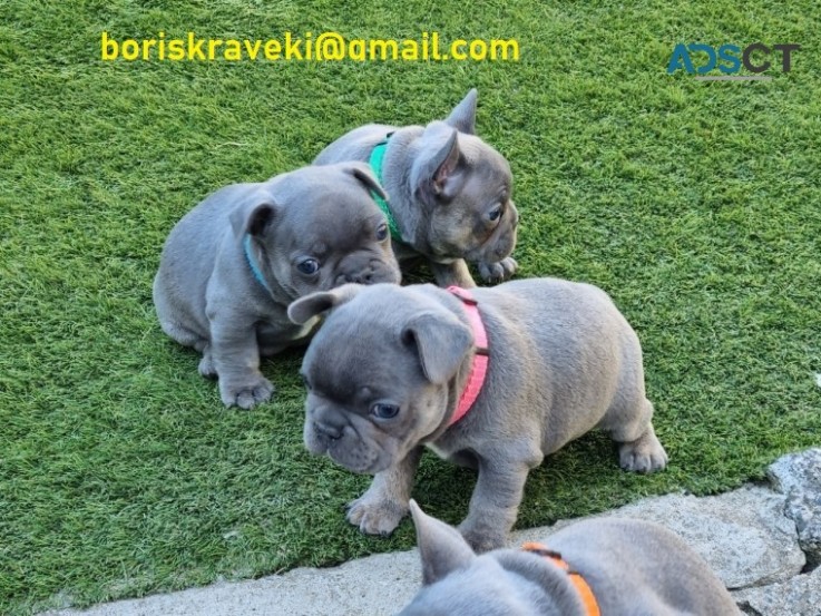 French Bulldog puppies 3 Boys 3 Girl Ava