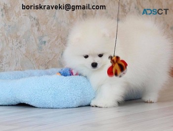 Pomeranian For Sale