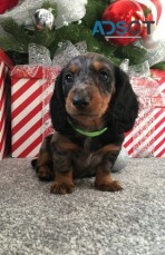 Dachshund Puppy