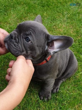 French Bulldog puppies 3 Boys 3 Girl Ava