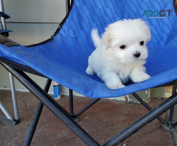 Maltese puppies for sale