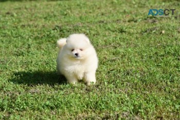 Pomeranian For Sale