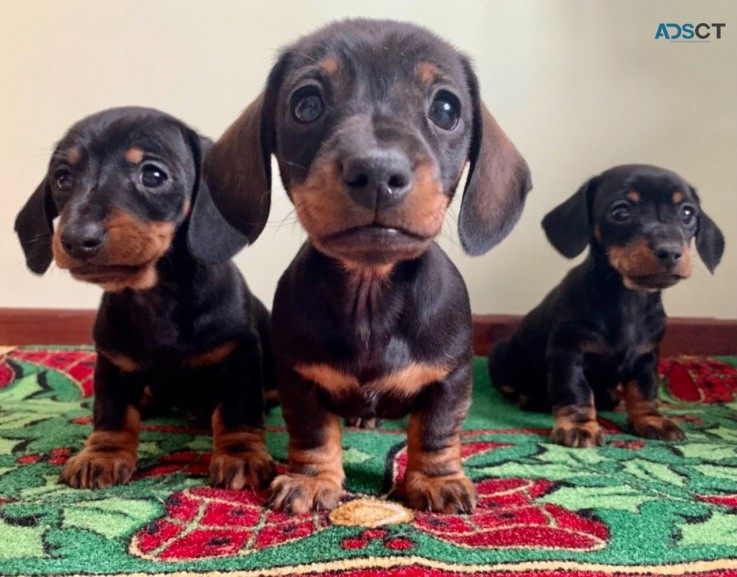 Dachshund Puppy