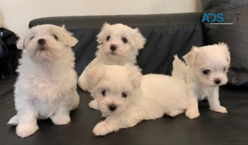  Maltese puppies for sale