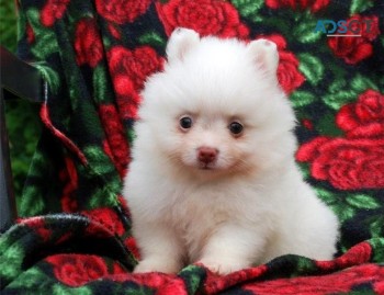 Pomeranian For Sale