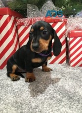 Dachshund Puppy