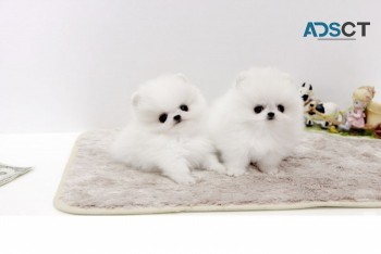 Pomeranian pups