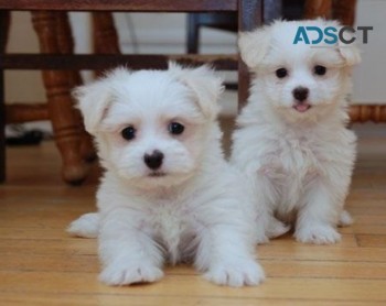 Maltese Puppies For sale