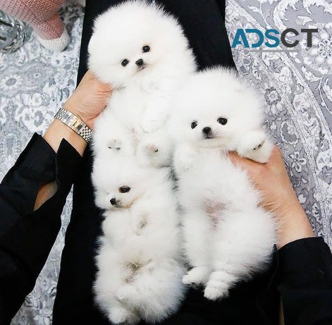 Pomeranian puppies for sale