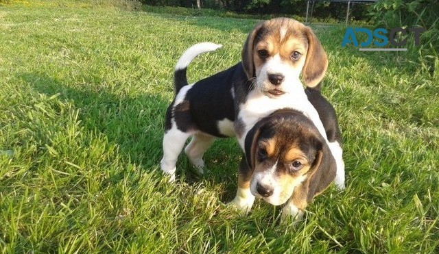 Beagle puppies for sale.