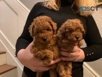 Toy Poodle Puppies for sale.