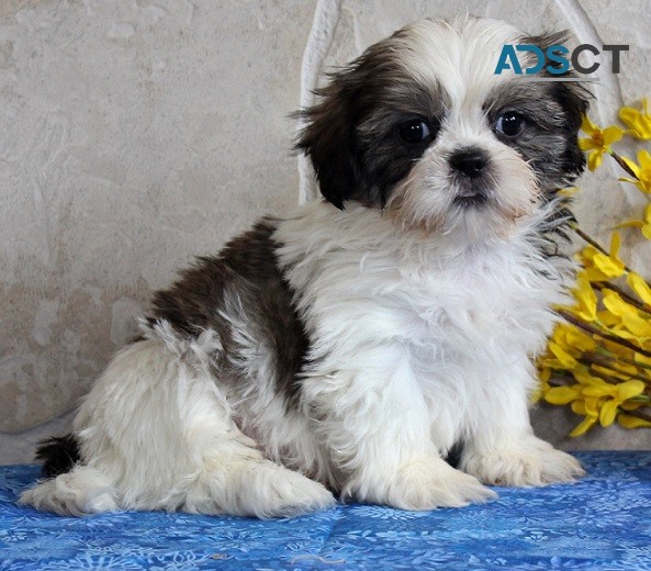 Shih tzu puppies for sale