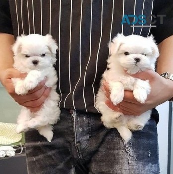 Maltese puppies for sale.