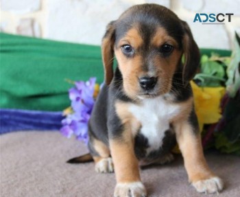 Beagle puppies for sale