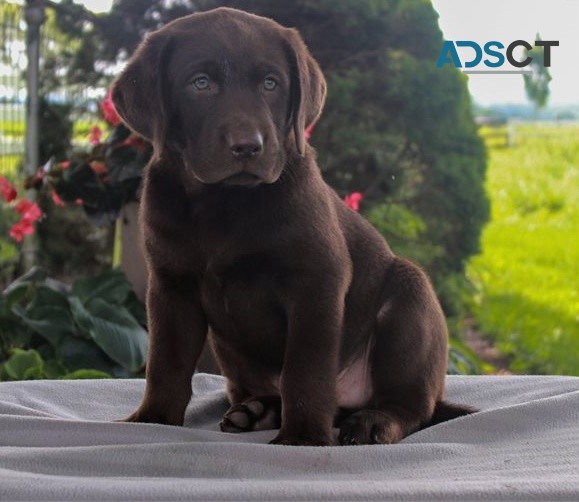 Labrador Retriever pups for sale