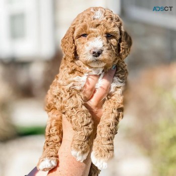 Golden Doodle puppies for sale