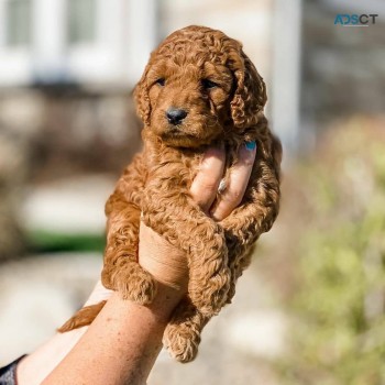 Golden Doodle pups for sale